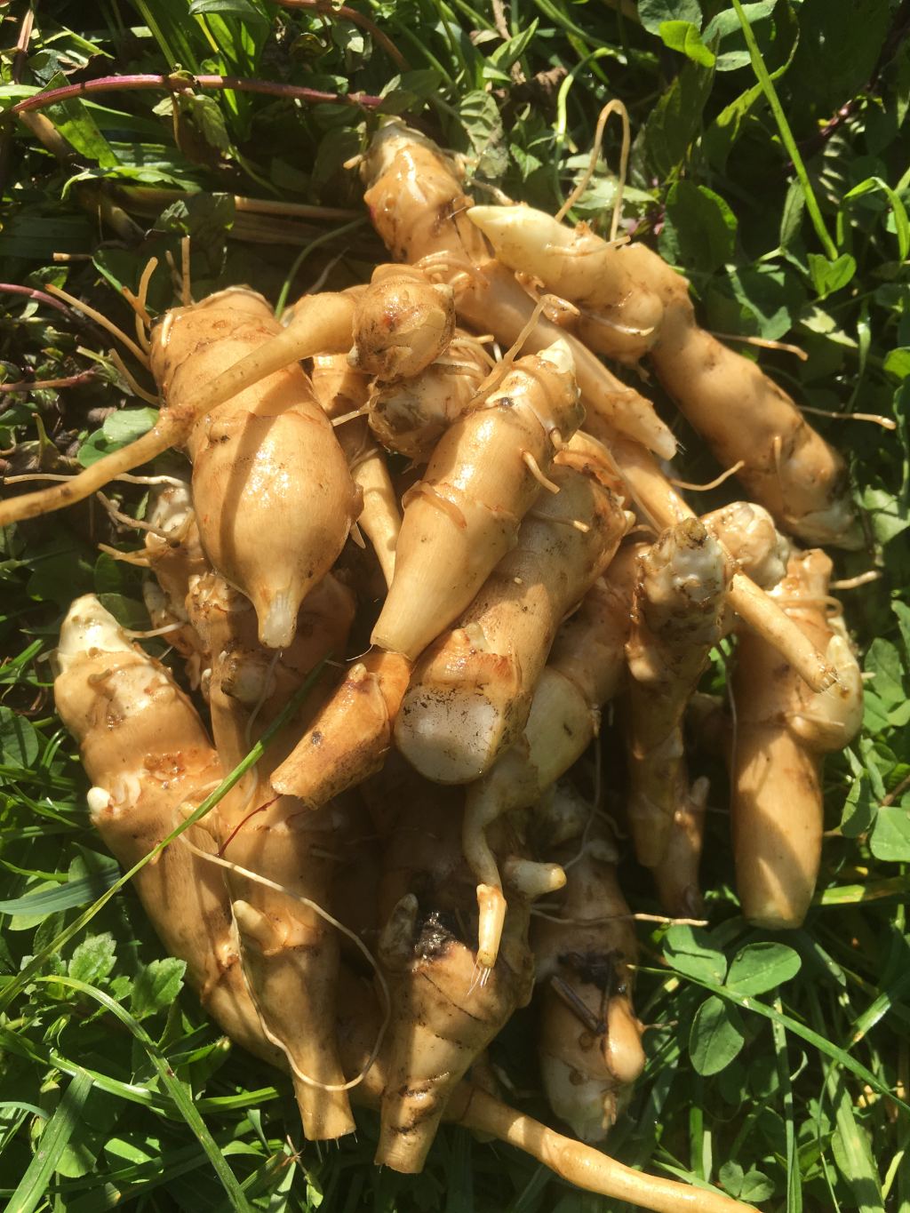 Permakultur-Garten